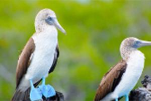 两只加拉帕戈斯群岛的鸟
